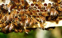 Maja - Smarte Ameisensäure-Dosierung gegen Varroamilben