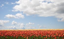 Nachhaltige Schnittblumen: Zukunftsfähige Schnittblumengärtnereien