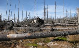 Waldpilz: Von Totholz zu Wertschöpfung – Pilzzucht im Wald